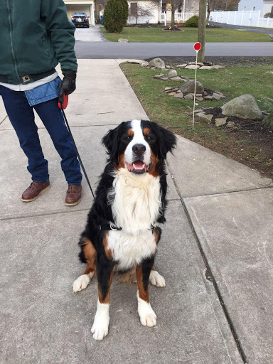 Pet Supply Store «PetSmart», reviews and photos, 36395 Euclid Ave, Willoughby, OH 44094, USA