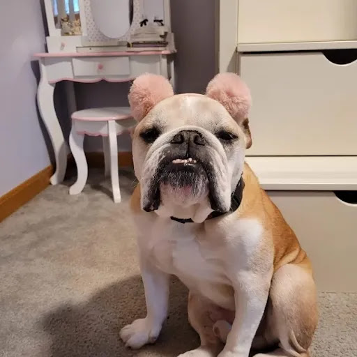 Hillside Veterinary Clinic image