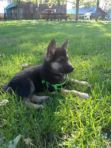 Pet Store «Animal Feeds & Needs», reviews and photos, 401 W Golf Rd, Arlington Heights, IL 60005, USA