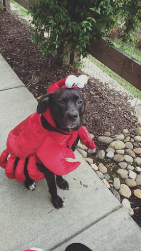 Moving and Storage Service «Crabtree Family Moving», reviews and photos, 3208 Spottswood St Unit #115, Raleigh, NC 27615, USA