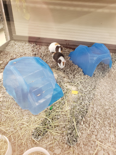 Pet Supply Store «Petco Animal Supplies», reviews and photos, 86 Storrs Rd, Mansfield Center, CT 06250, USA