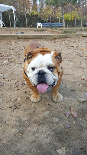 Dog Park «Forest Park Dog Run», reviews and photos, 8445 Park Ln S, Woodhaven, NY 11421, USA