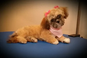 Pampered Pets - Spa & Boutique image