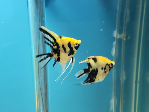 Pet Store «Pet City», reviews and photos, 108 E Burnside Ave, Bronx, NY 10453, USA