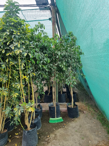 Vivero Ramos - José Luis Bustamante y Rivero