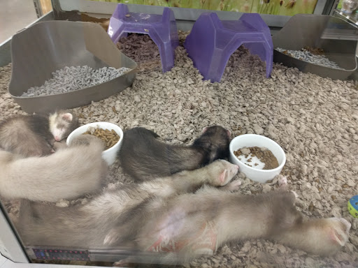 Pet Supply Store «Petco Animal Supplies», reviews and photos, 3000 Gateway St #220, Springfield, OR 97477, USA