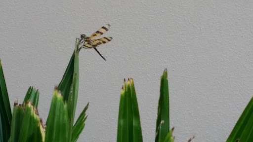 Gym «D1 Sports Training», reviews and photos, 4215 Burns Rd Suite 150, Palm Beach Gardens, FL 33410, USA