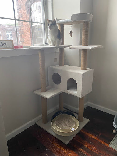 Pet Supply Store «PetSmart», reviews and photos, 19 Clifton Country Rd, Clifton Park, NY 12065, USA