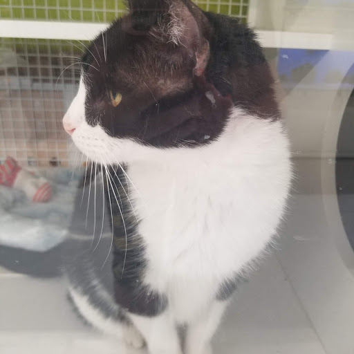 Pet Supply Store «Petco Animal Supplies», reviews and photos, 3520 Veterans Memorial Blvd, Metairie, LA 70002, USA