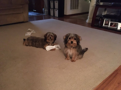 Pet Supply Store «PetSmart», reviews and photos, 4749 Valley View Blvd NW, Roanoke, VA 24012, USA