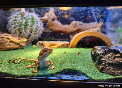 Tropical Fish Store «Animal House Pet Shop», reviews and photos, 358 Warner Milne Rd #110, Oregon City, OR 97045, USA