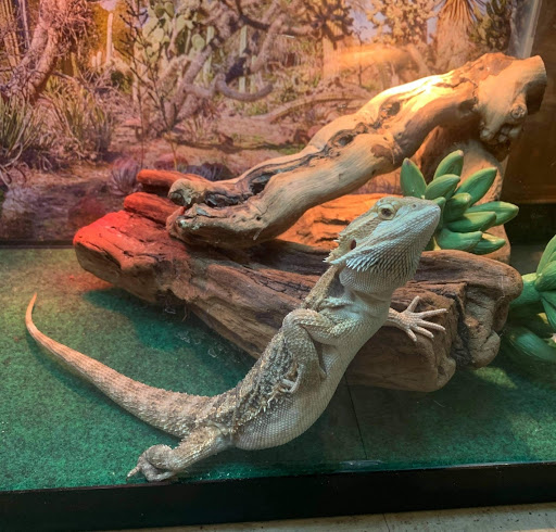 Pet Store «Exotics & Aquatics», reviews and photos, 5423 Williamson Rd, Roanoke, VA 24012, USA