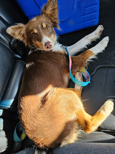 Steele Veterinary Clinic