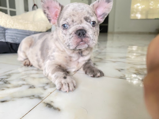 Public Golf Course «Bonaventure Golf Club», reviews and photos, 200 Bonaventure Blvd, Weston, FL 33326, USA