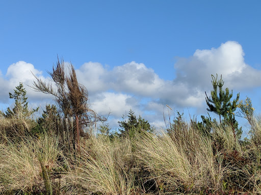 Golf Course «Ocean Dunes Golf Course», reviews and photos, 15 Onadoone Ct, Florence, OR 97439, USA