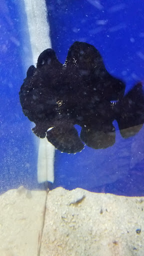 Pet Store «Movie Vault & PETropoliS live», reviews and photos, 1296 Anderson City Rd, Lawrenceburg, KY 40342, USA