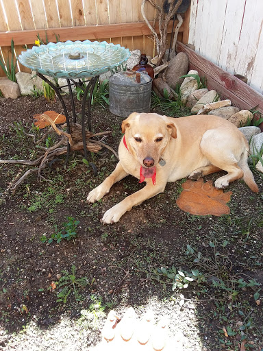 Pet Supply Store «Cold Nose Warm Heart Pet Care, LLC», reviews and photos, 329 US-24, Leadville, CO 80461, USA