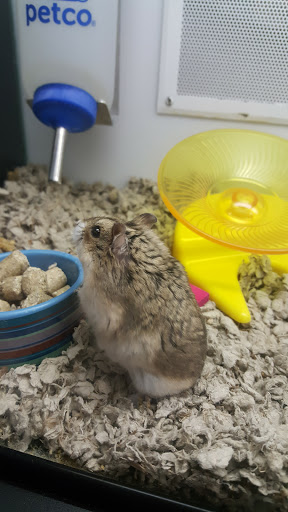 Pet Supply Store «Petco Animal Supplies», reviews and photos, 1791 Clarkson Rd, Chesterfield, MO 63017, USA