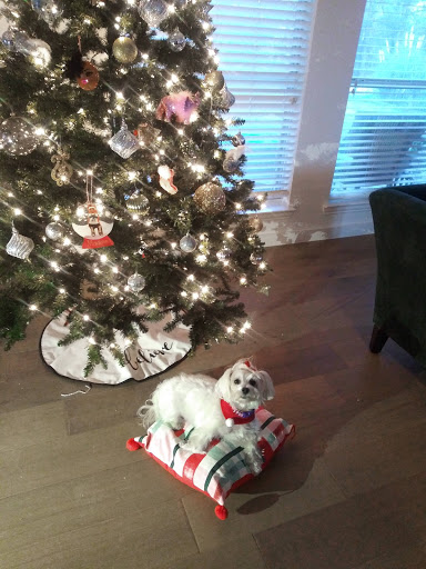 Pet Store «Oak Clips Pet Boutique & Grooming», reviews and photos, 502 N Edgefield Ave, Dallas, TX 75208, USA