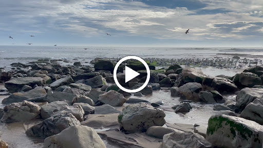 Public Beach «Four Mile Beach», reviews and photos, 3810 Coast Rd, Santa Cruz, CA 95060, USA