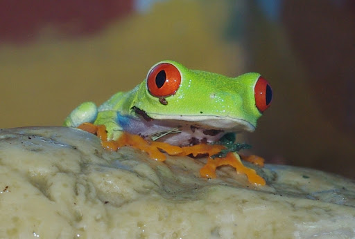 Pet Store «The Pet Pad», reviews and photos, 1239 NW Maynard Rd, Cary, NC 27513, USA