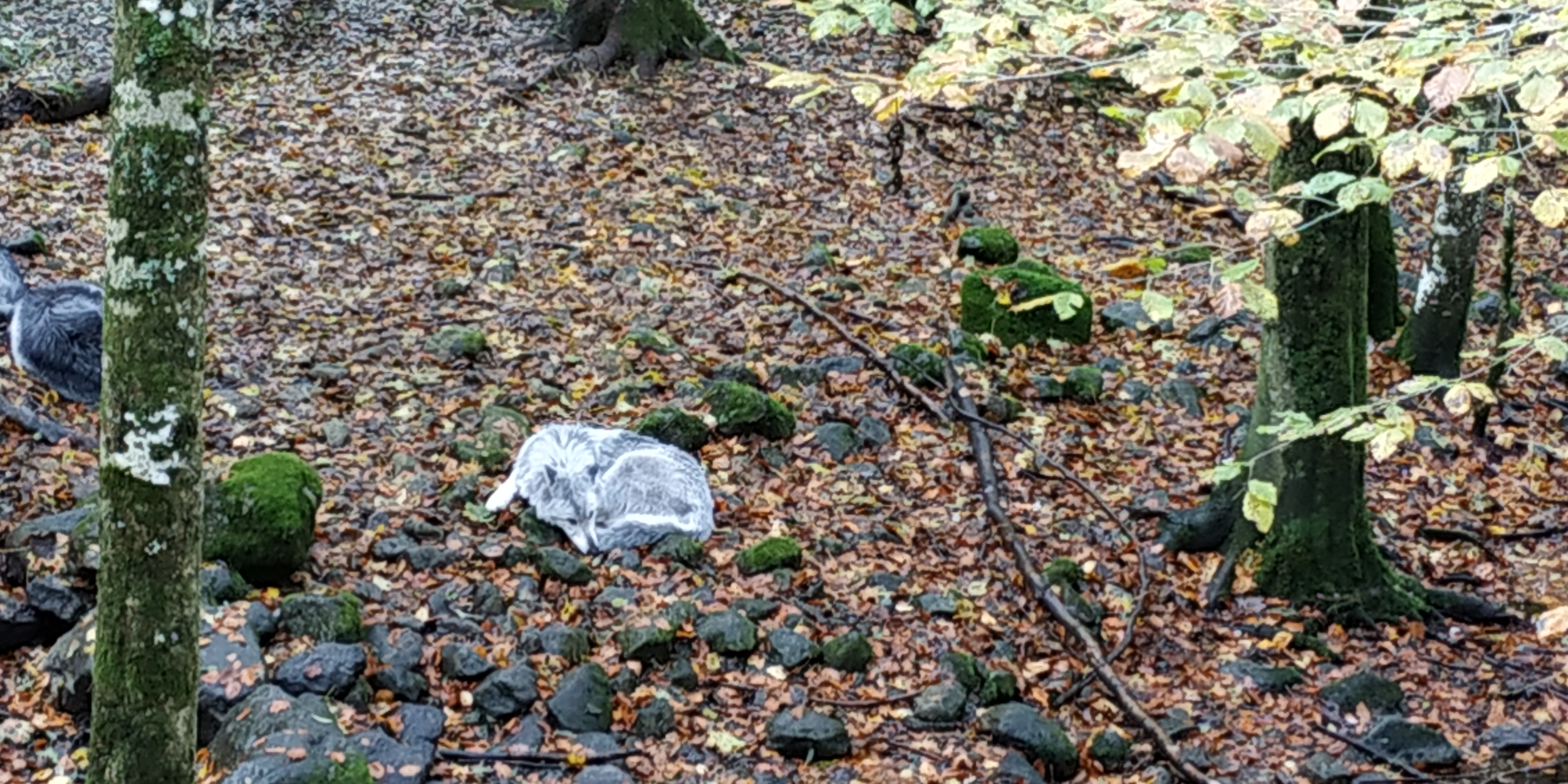 Photo n° 5 de l'avis de nanard.o fait le 09/11/2018 à 10:39