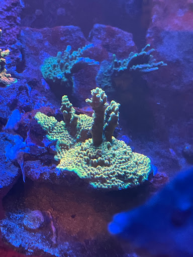 Tropical Fish Store «Fintastic Aquariums», reviews and photos, 3305 NW Main Ave, Jensen Beach, FL 34957, USA