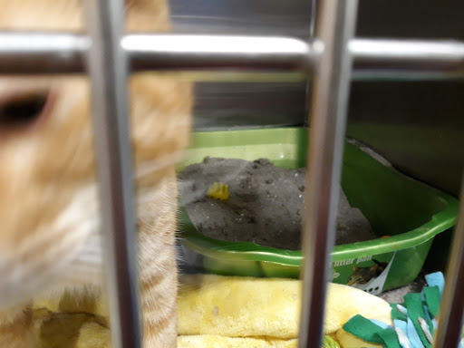 Pet Supply Store «PetSmart», reviews and photos, 3450 N Morrison Rd, Muncie, IN 47304, USA