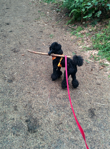 State Park «Bridle Trails State Park», reviews and photos, 5300 116th Ave. N.W., Kirkland, WA 98033, USA