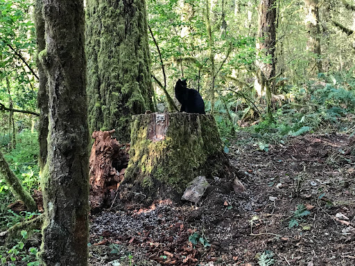 Wedding Chapel «Dancing Deer Mountain», reviews and photos, 25545 Hall Rd, Junction City, OR 97448, USA