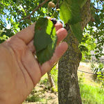 Photo n°19 de l'avis de Nicole.o fait le 09/06/2020 à 14:21 sur le  Agriturismo Su Leunaxiu à Soleminis