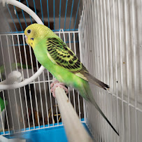 Pollolandia Pet Shop - Photo 3 - Car repair in Ponce, Puerto Rico, Ponce