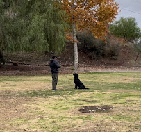 California Dog Training - Photo 8 - Car repair in Corona, CA, Corona