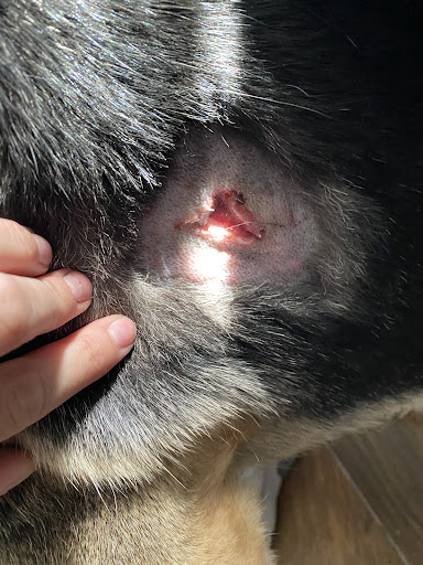 Pet Supply Store «Pet Supplies Plus», reviews and photos, 3120 NJ-35, Hazlet, NJ 07730, USA