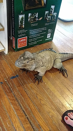 Reptile Store «Pets & Things», reviews and photos, 44825 Van Dyke, Utica, MI 48317, USA