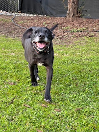 Doggie Style Pet Resort - Photo 2 - Car repair in San Martin, CA, Gilroy