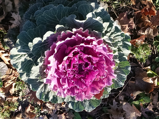 Zoo «Sibley Farm», reviews and photos, 900 Mound Avenue, Mankato, MN 56001, USA