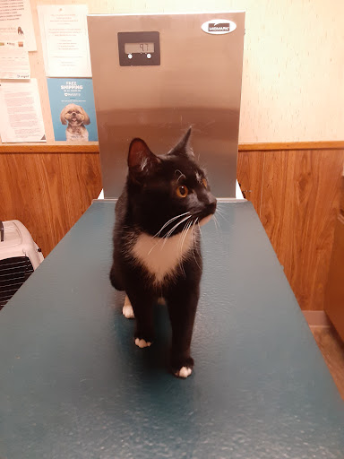 Acushnet Animal Hospital Inc