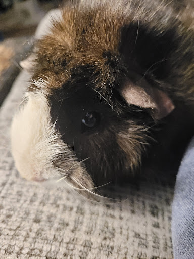 Pet Supply Store «Pet Supplies Plus», reviews and photos, 311 Sagamore Pkwy N, Lafayette, IN 47904, USA