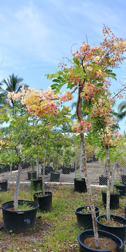 Dorvin D Leis Co Inc in Kailua-Kona, Hawaii