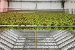 Brimmers Gartenbau - Spezialist für Salatkulturen image