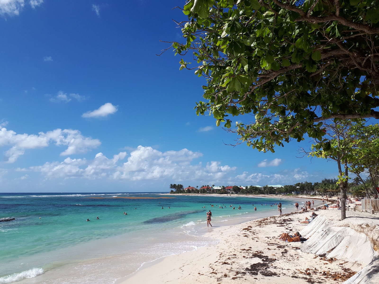 Photo de Raisins Clairs avec un rivage droit