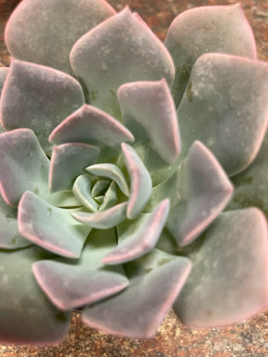 Florist «Foothills Floral Gallery», reviews and photos, 4647 E Chandler Blvd # 10, Phoenix, AZ 85048, USA