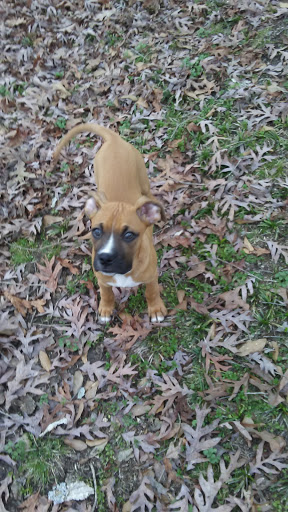 Pet Supply Store «PetSmart», reviews and photos, 3335 Cobb Pkwy NW #400, Acworth, GA 30101, USA