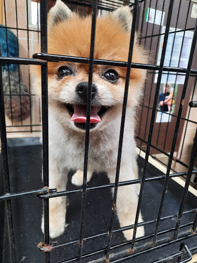 Cheryl's pet grooming