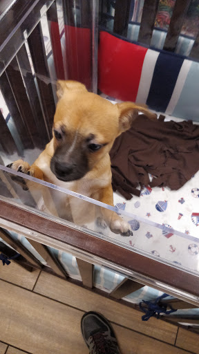 Pet Store «Charm City Puppies», reviews and photos, 8205 Snowden River Pkwy, Columbia, MD 21045, USA
