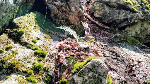 State Park «Wilson Mountain Reservation», reviews and photos, 384 Common St, Dedham, MA 02026, USA