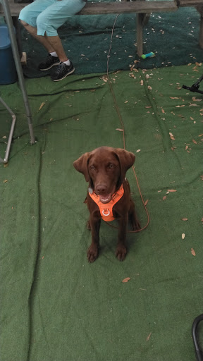 Campground «Pirateland Family Camping Resort», reviews and photos, 5401 S Kings Hwy, Myrtle Beach, SC 29575, USA