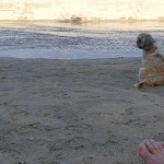 Photo n° 2 de l'avis de Bruno.. fait le 18/09/2020 à 05:52 pour Plage de Portigliolo - Arinella di Portigliolu à Belvédère-Campomoro