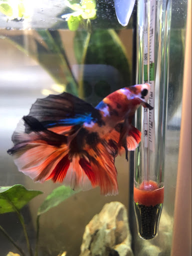 Aquarium «Pacific Aquarium & Plant Inc», reviews and photos, 46 Delancey St #1, New York, NY 10002, USA